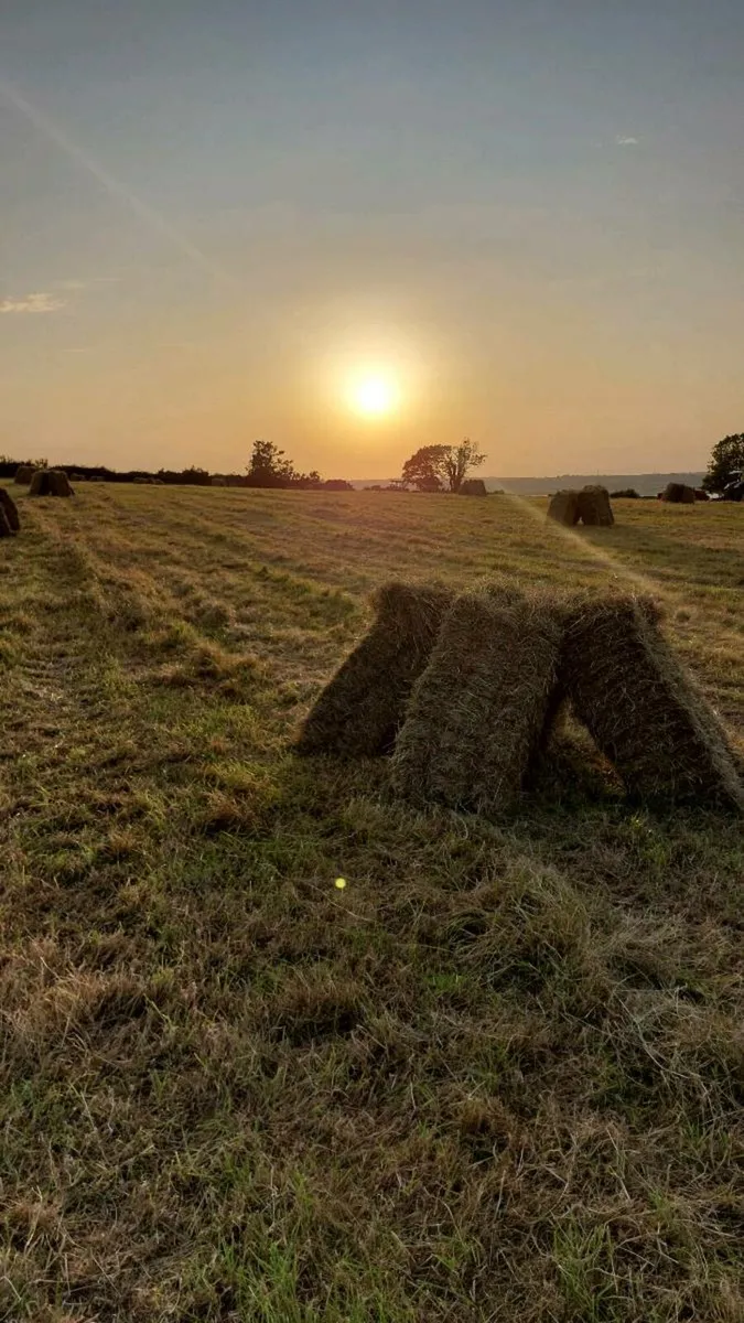Top quality hay square bales - Image 2