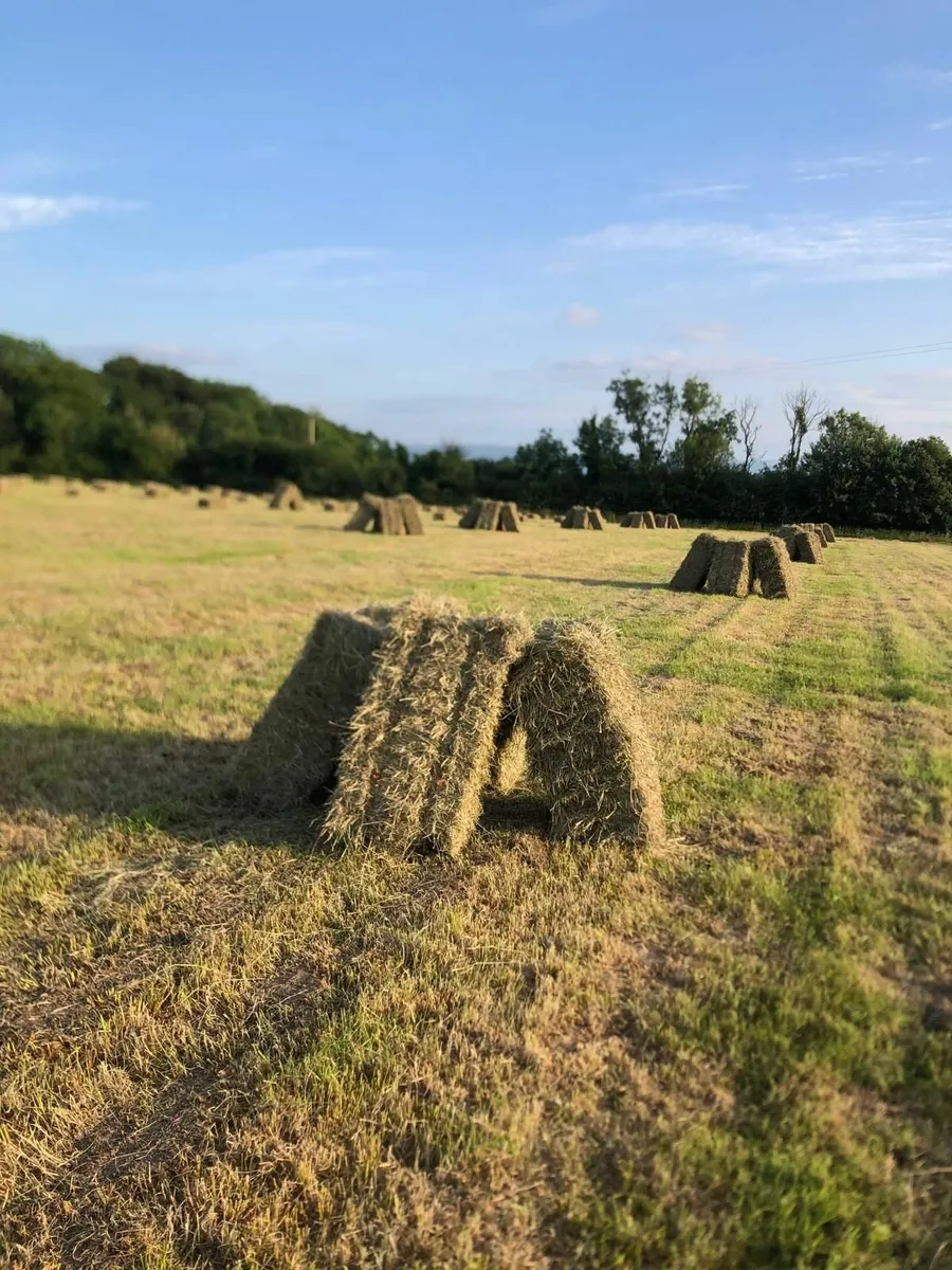 Hay for sale - Image 1