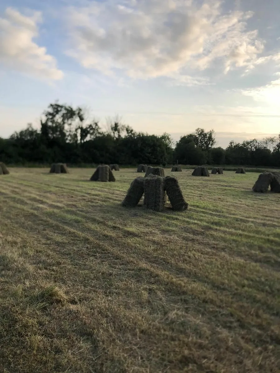 Hay for sale - Image 2