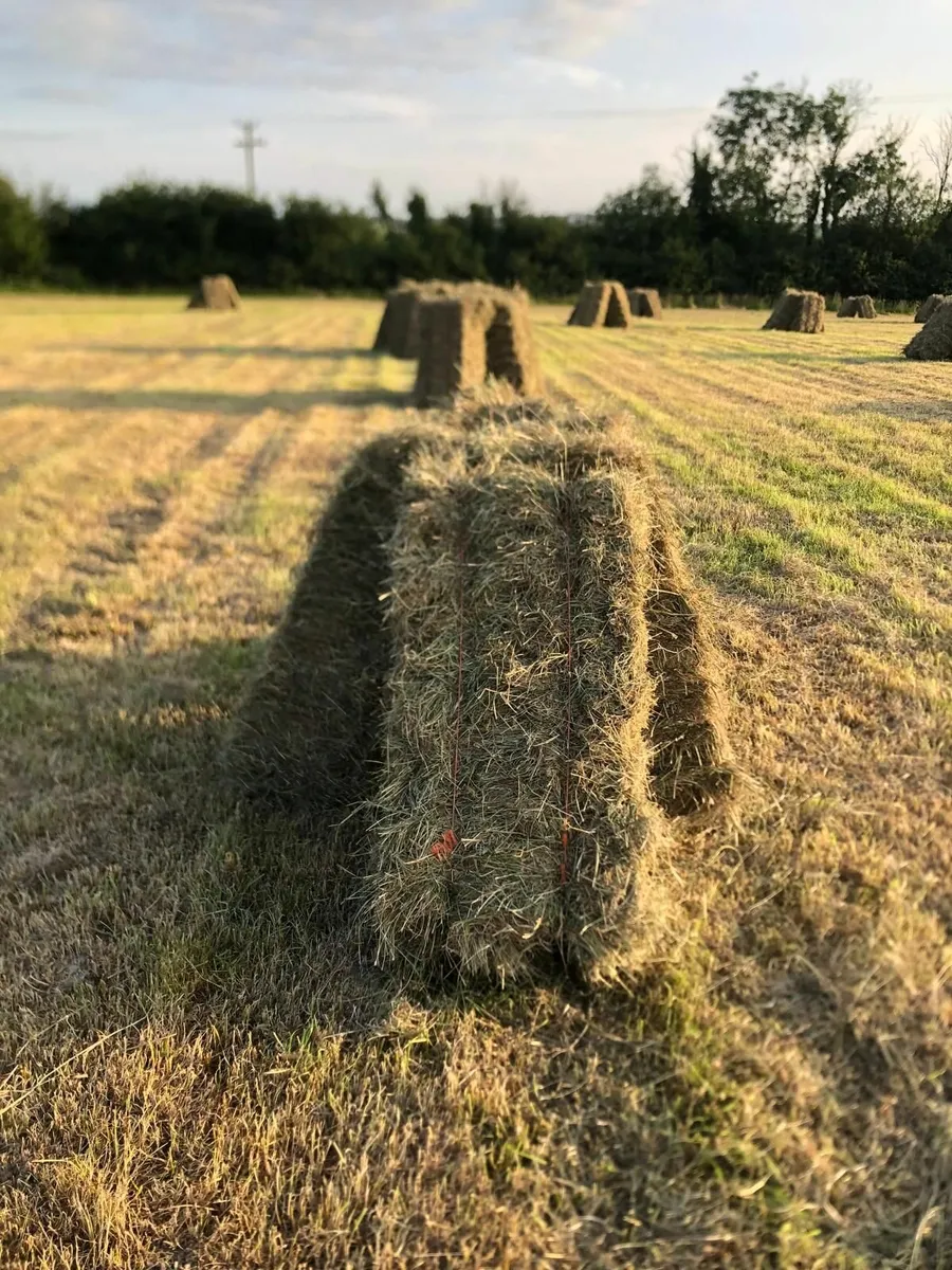 Hay for sale - Image 3
