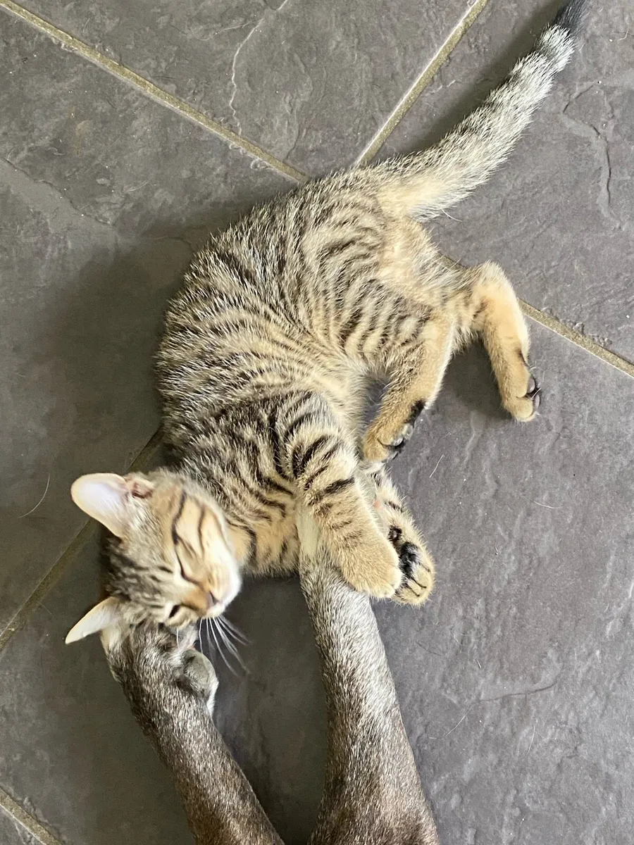 Kittens - Image 2