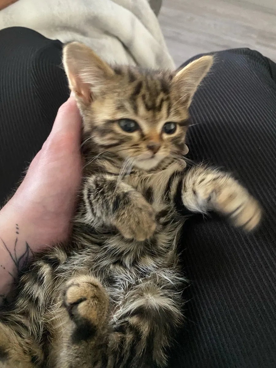Kittens - Image 3