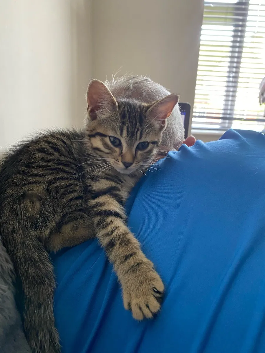 Kittens - Image 4