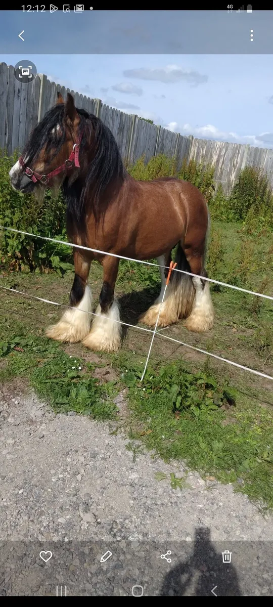 Heavy horse - Image 1