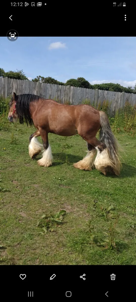 Heavy horse - Image 2
