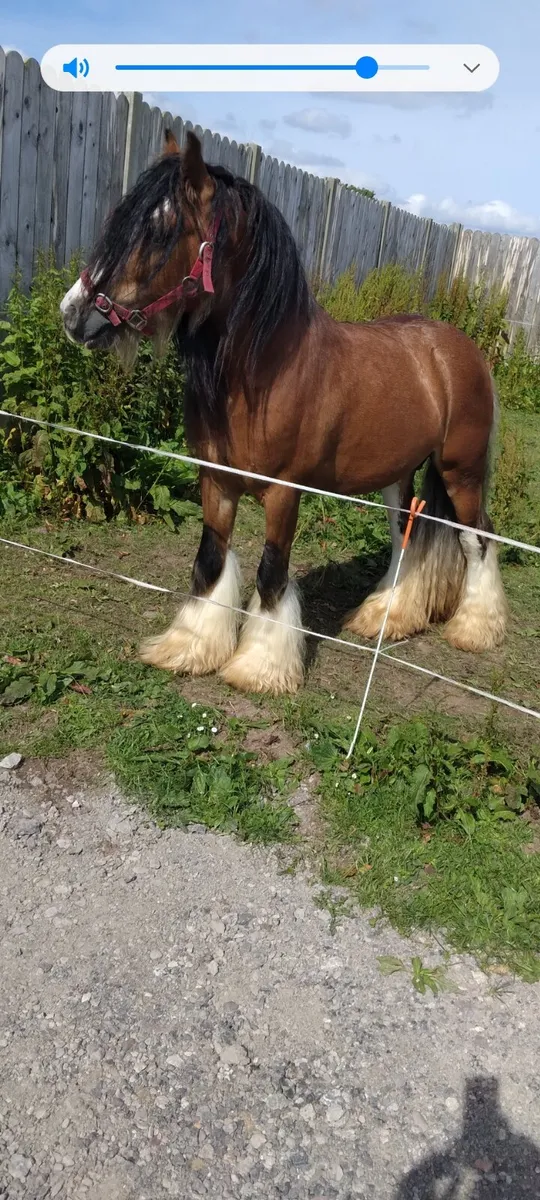 Heavy horse - Image 3
