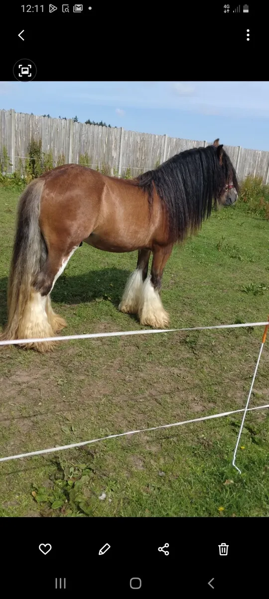 Heavy horse - Image 4