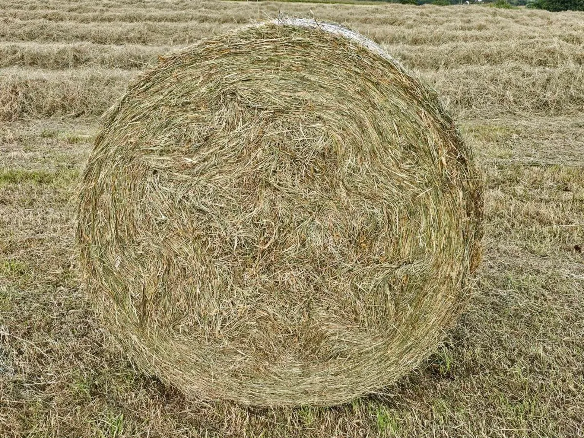 Clean Quality Round Bales of Hay For Sale - Image 1