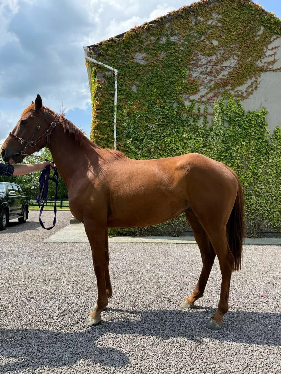 Thoroughbred Filly - Image 1