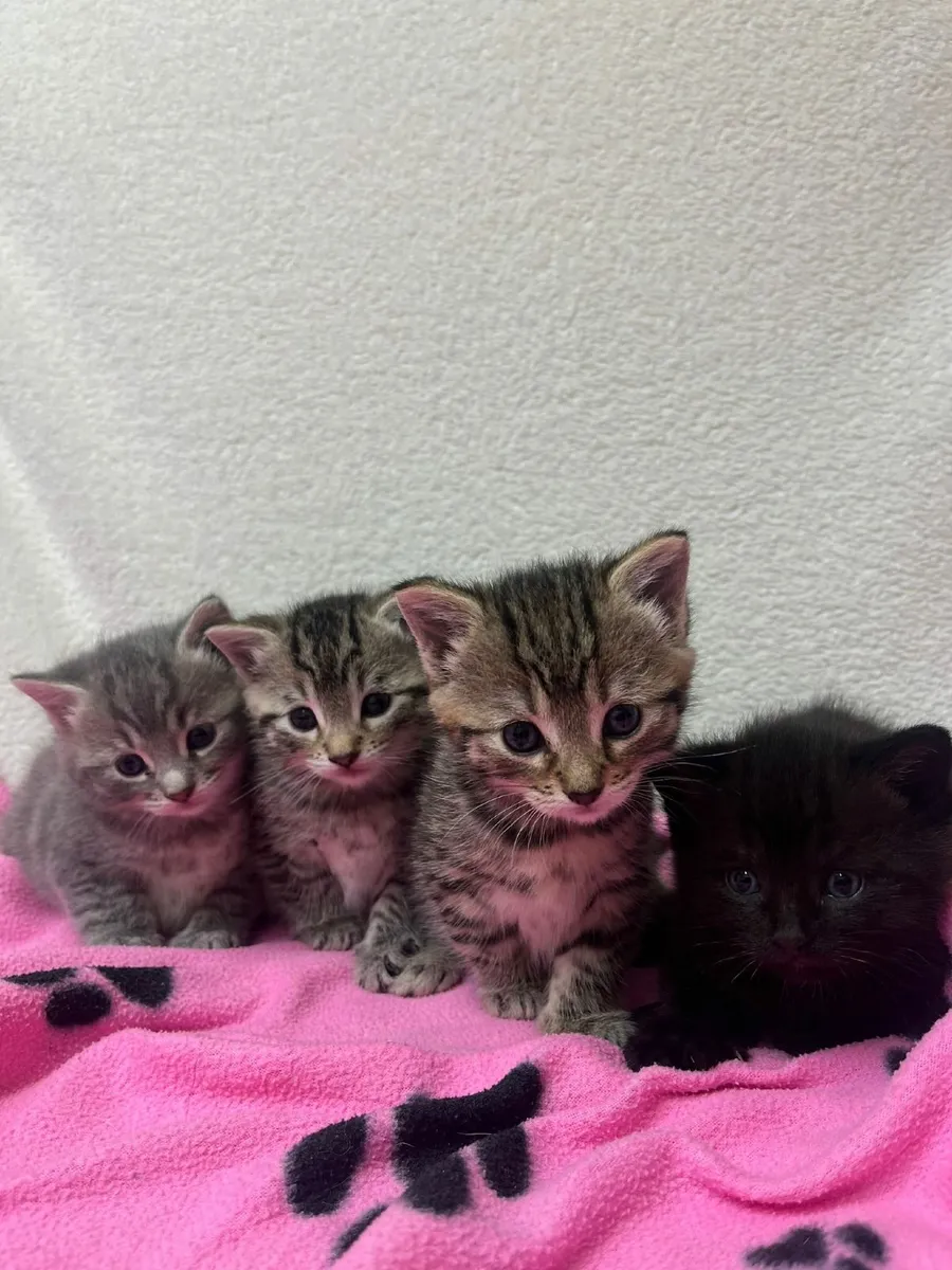 kittens - Image 1