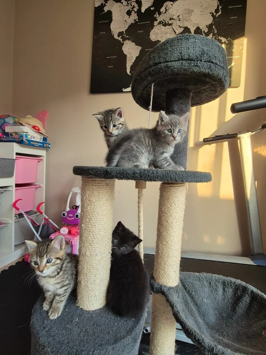 kittens - Image 2