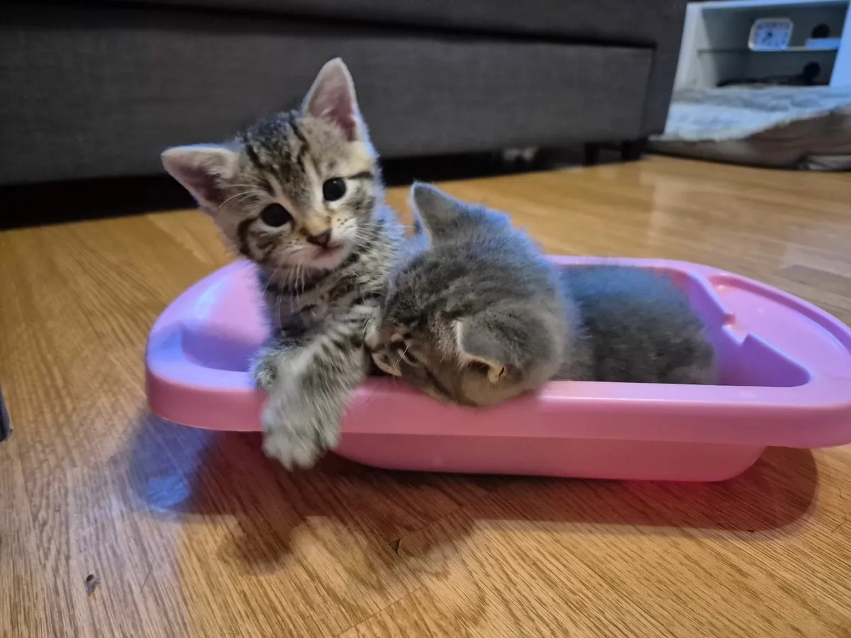 kittens - Image 3