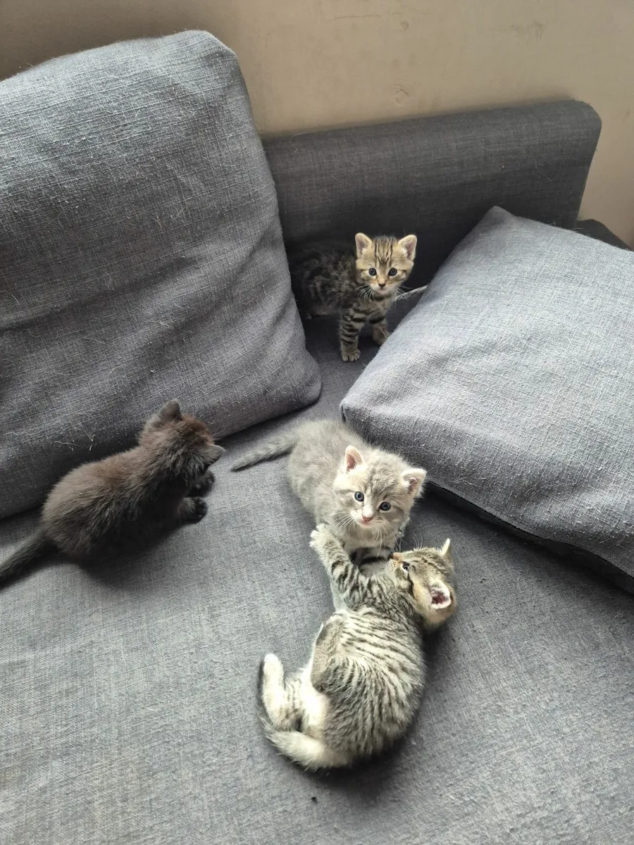 kittens - Image 4