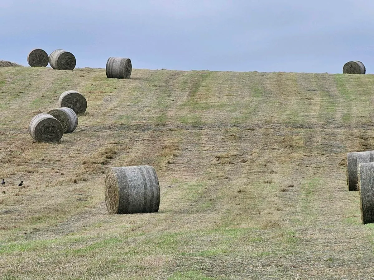 Clean Quality Round Bales of Hay For Sale - Image 3