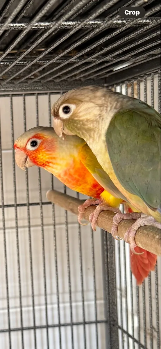 Green check conure pair - Image 1