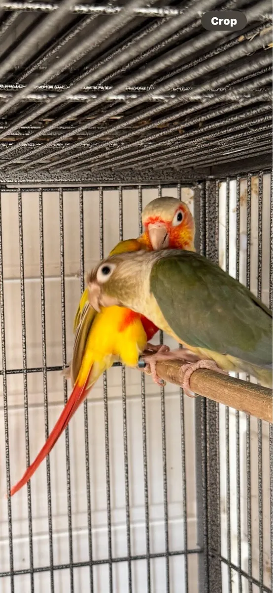Green check conure pair - Image 2