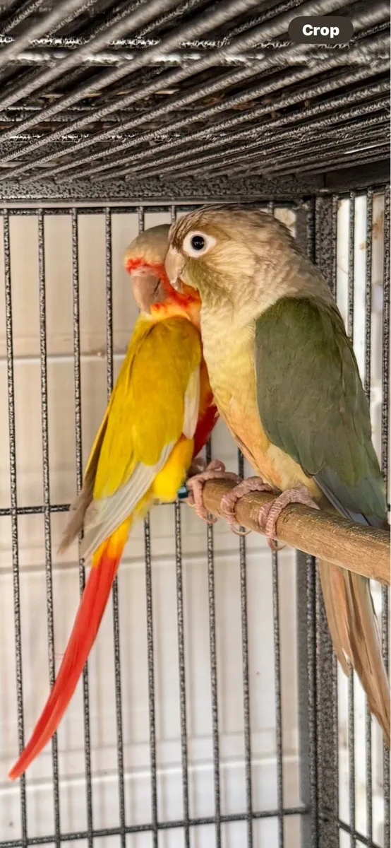 Green check conure pair - Image 3
