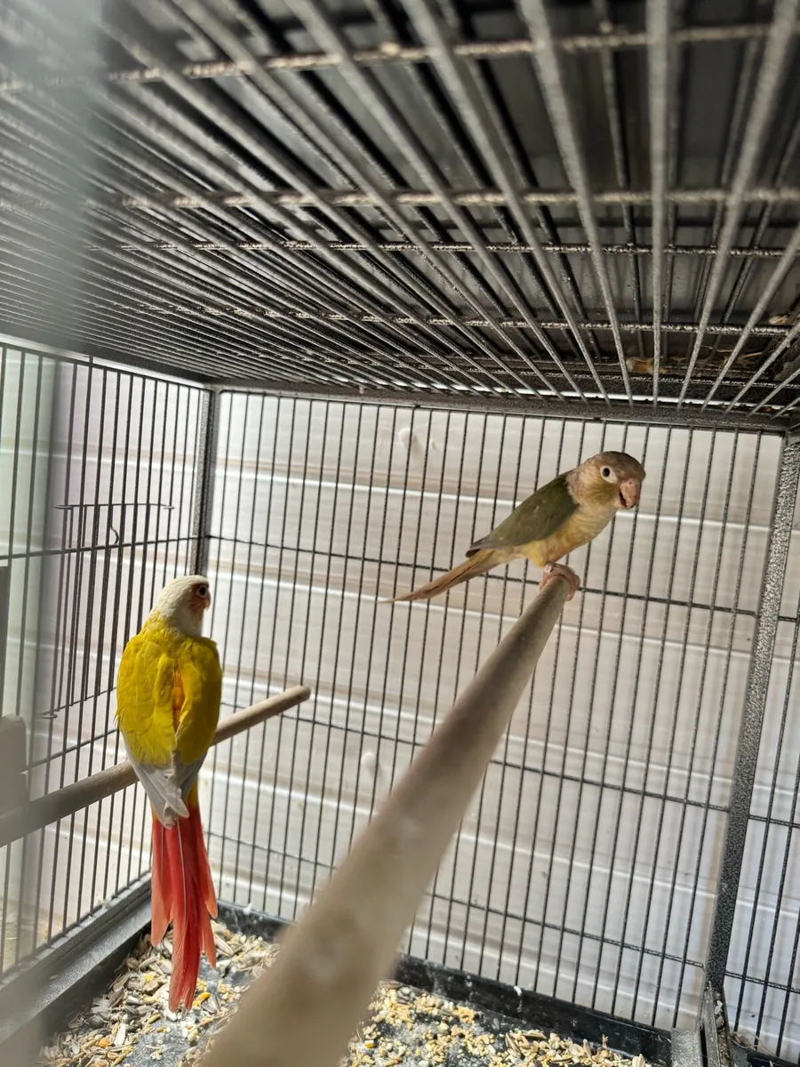Green check conure pair - Image 4