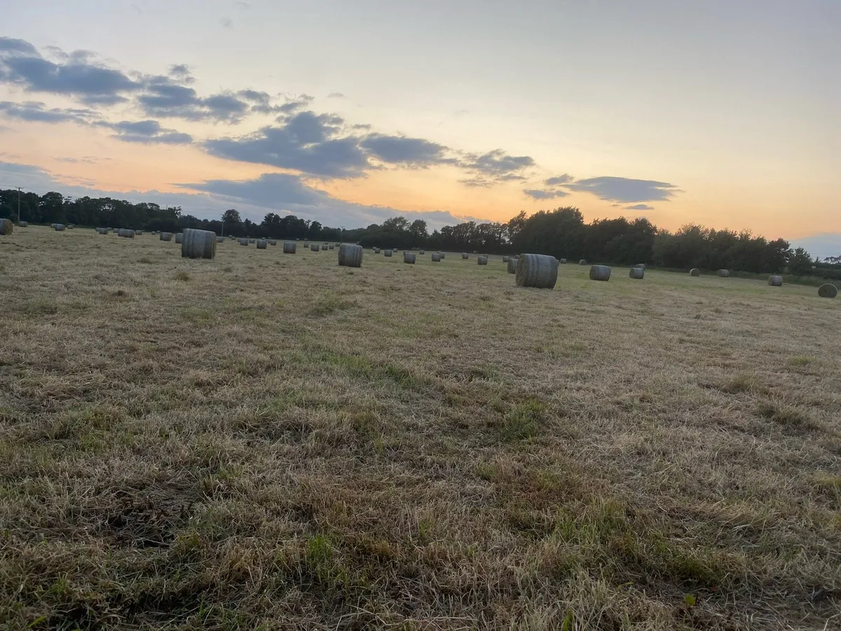 Hay for sale