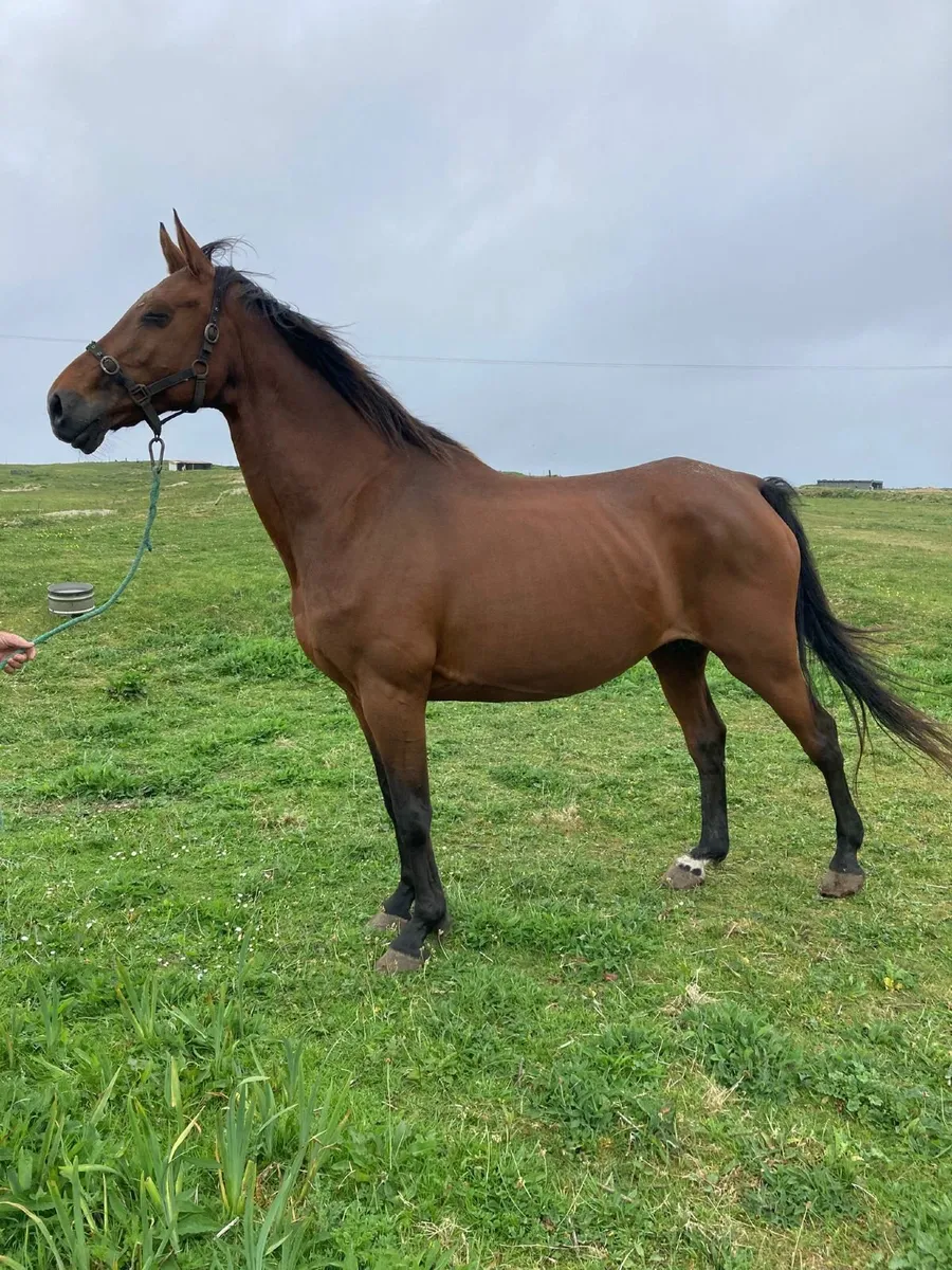 Nice Mare for Sale - Image 1