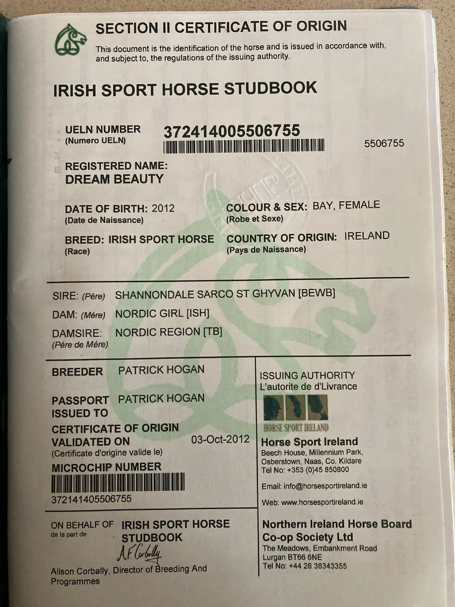 Nice Mare for Sale - Image 2