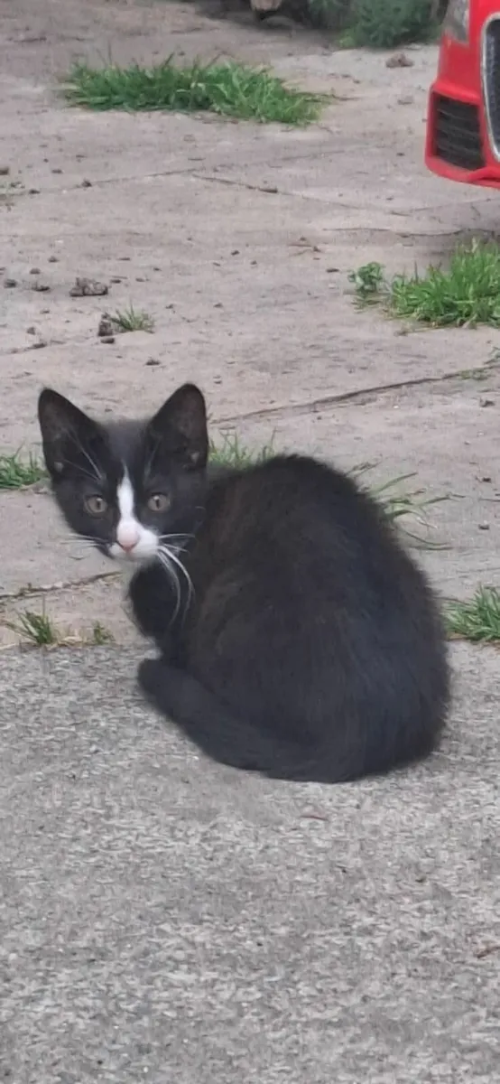 Kitten for sale - Image 1