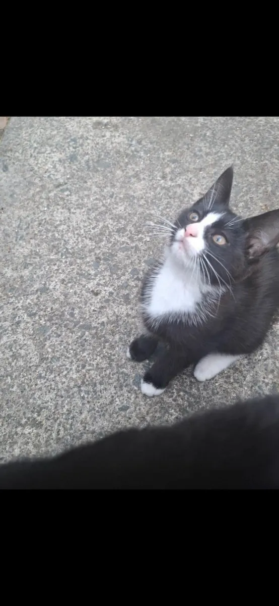 Kitten for sale - Image 2