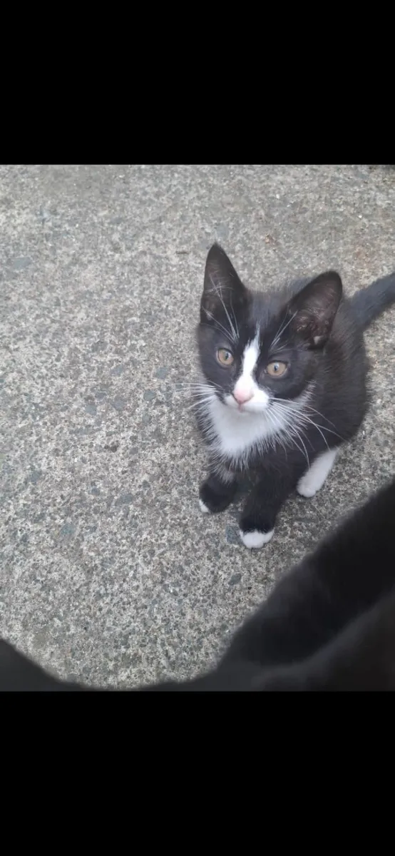Kitten for sale - Image 3