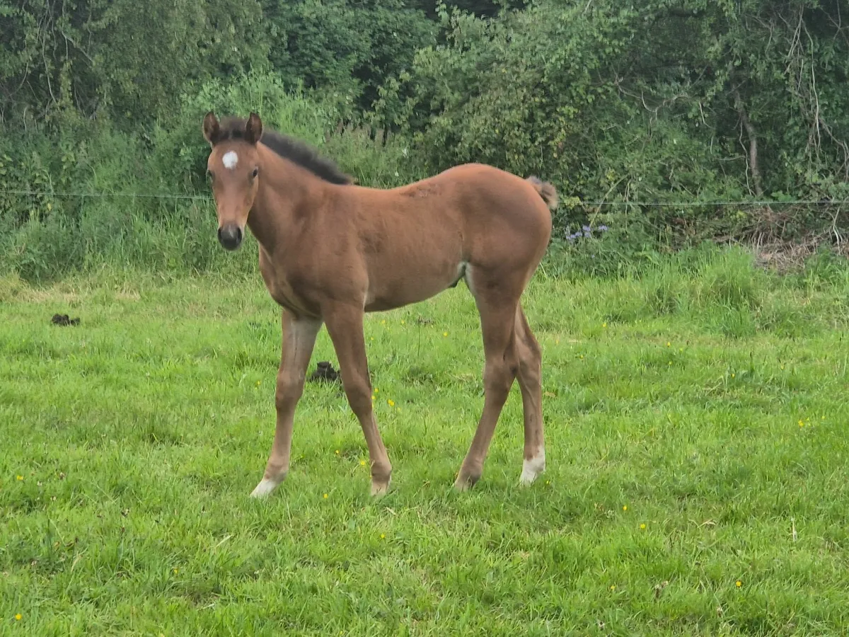 Top class filly foal - Image 4