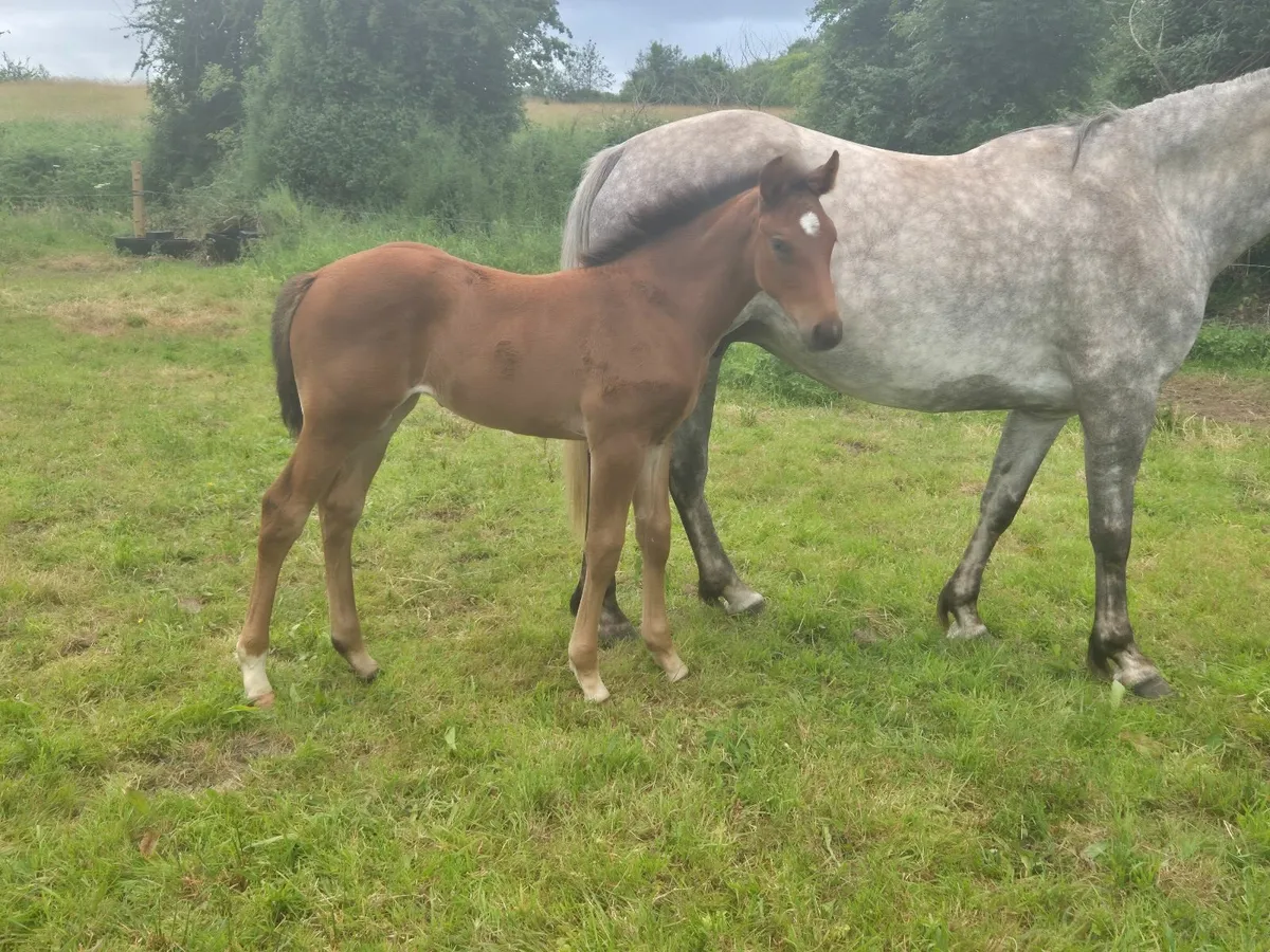 Top class filly foal - Image 1