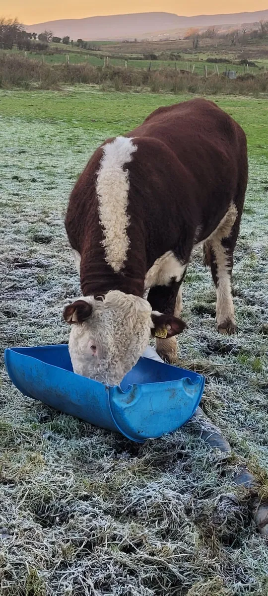 PBR Hereford Bull - Image 1