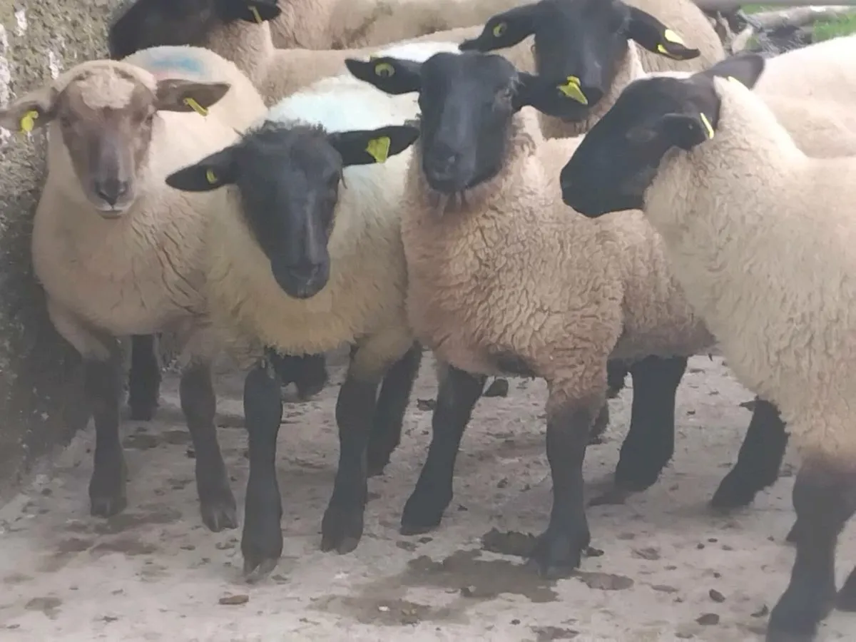 10 Super Suffolk Ewe Lambs - Image 3