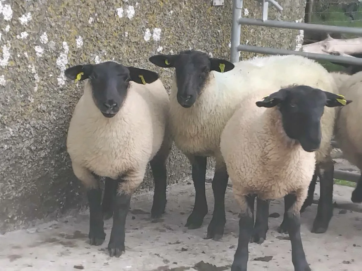 10 Super Suffolk Ewe Lambs - Image 2