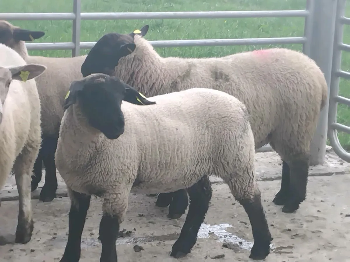 10 Super Suffolk Ewe Lambs - Image 4