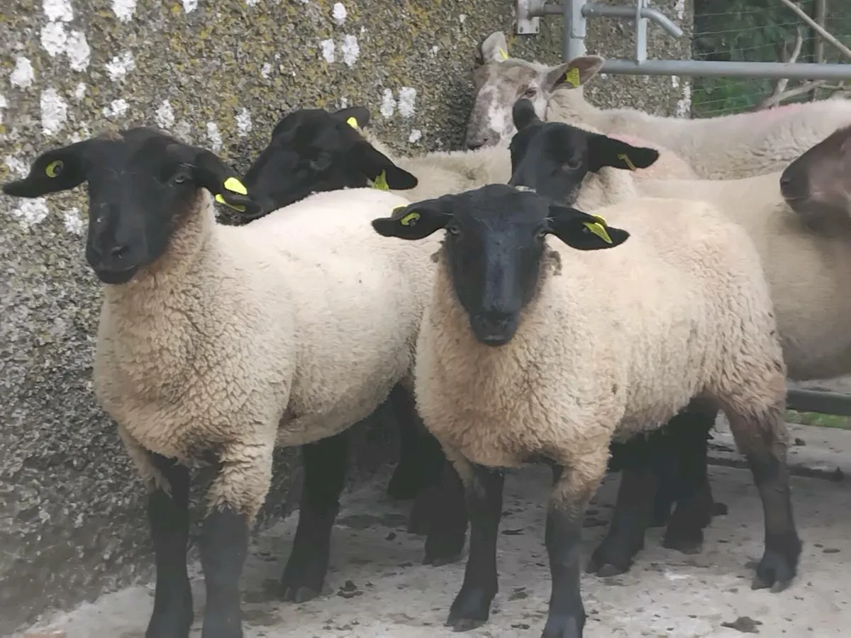 10 Super Suffolk Ewe Lambs - Image 1