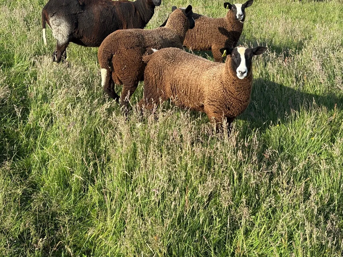 Butcher lambs - Image 1