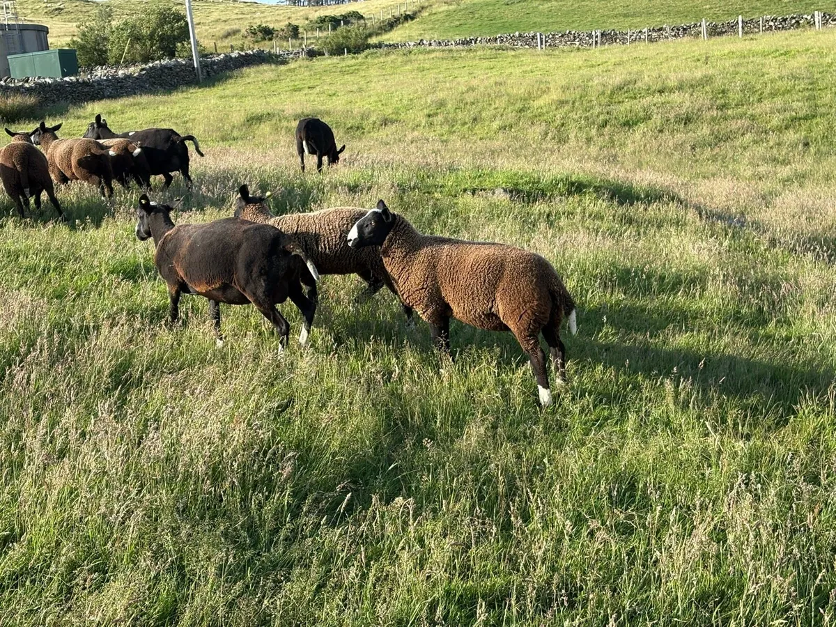 Butcher lambs - Image 3
