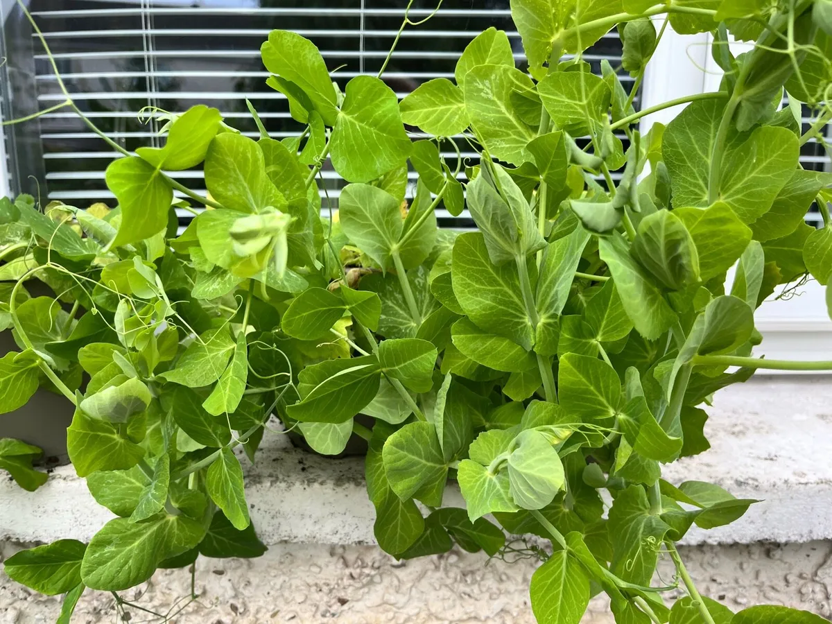 Blooming Pea 🫛 plants - Image 4