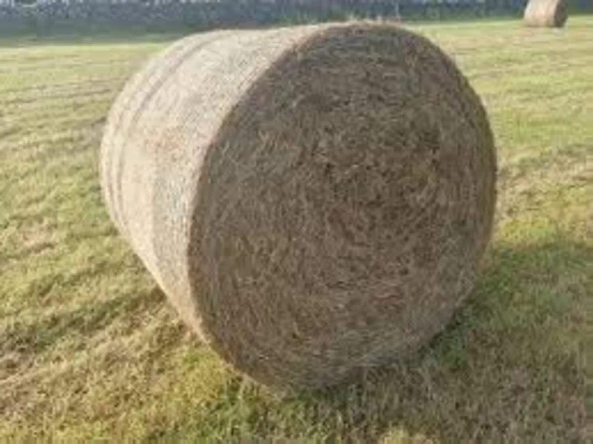HAY FOR SALE