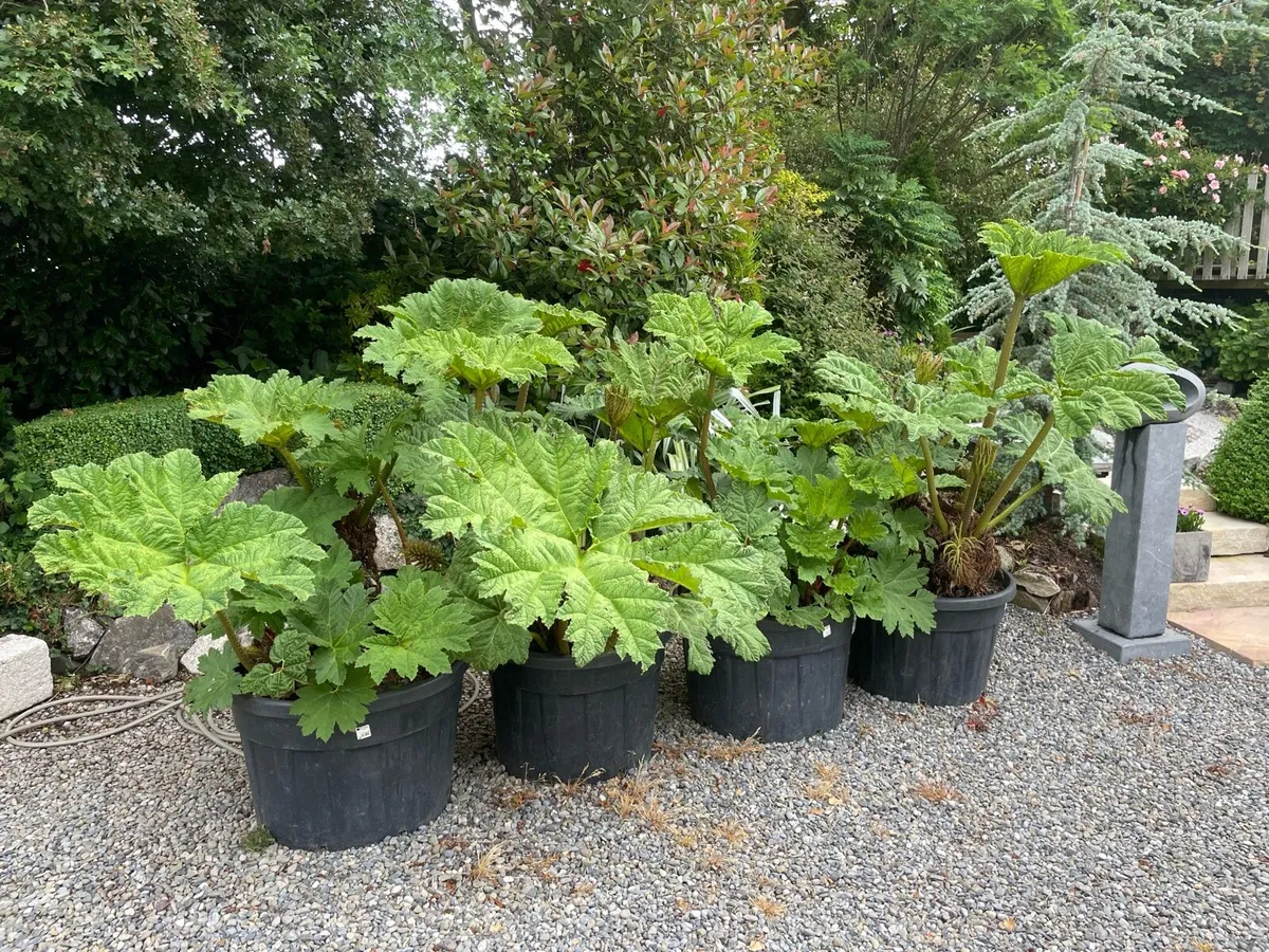 Giant gunnera ( giant rhubarb) - Image 1