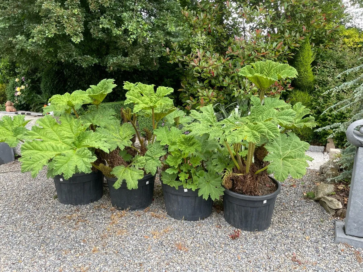 Giant gunnera ( giant rhubarb) - Image 2
