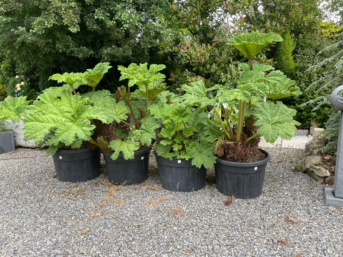 Giant gunnera ( giant rhubarb) - Image 3