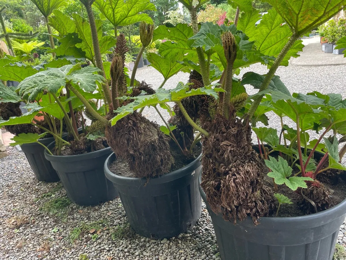 Giant gunnera ( giant rhubarb) - Image 4