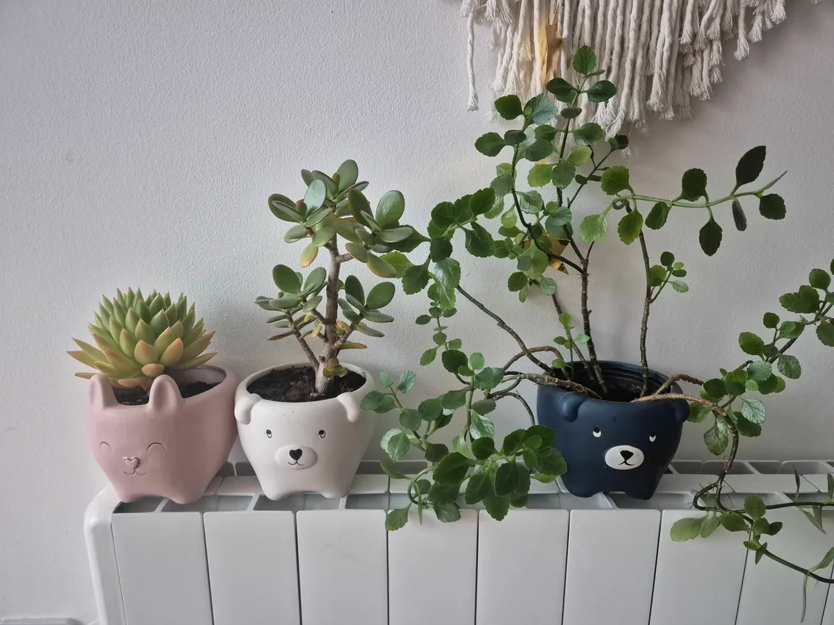 3 mini plants with pots