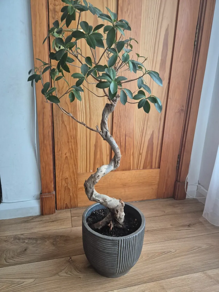 Bonsai tree