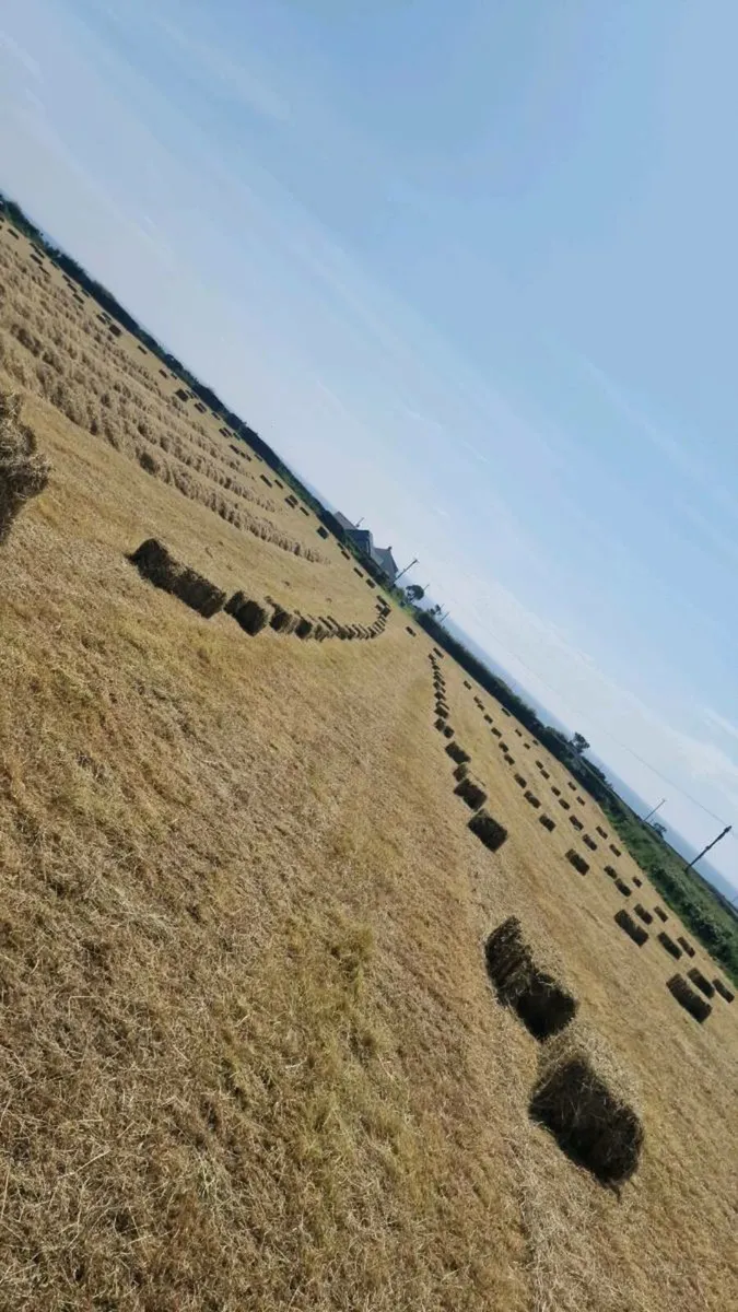 Small square bales of hay