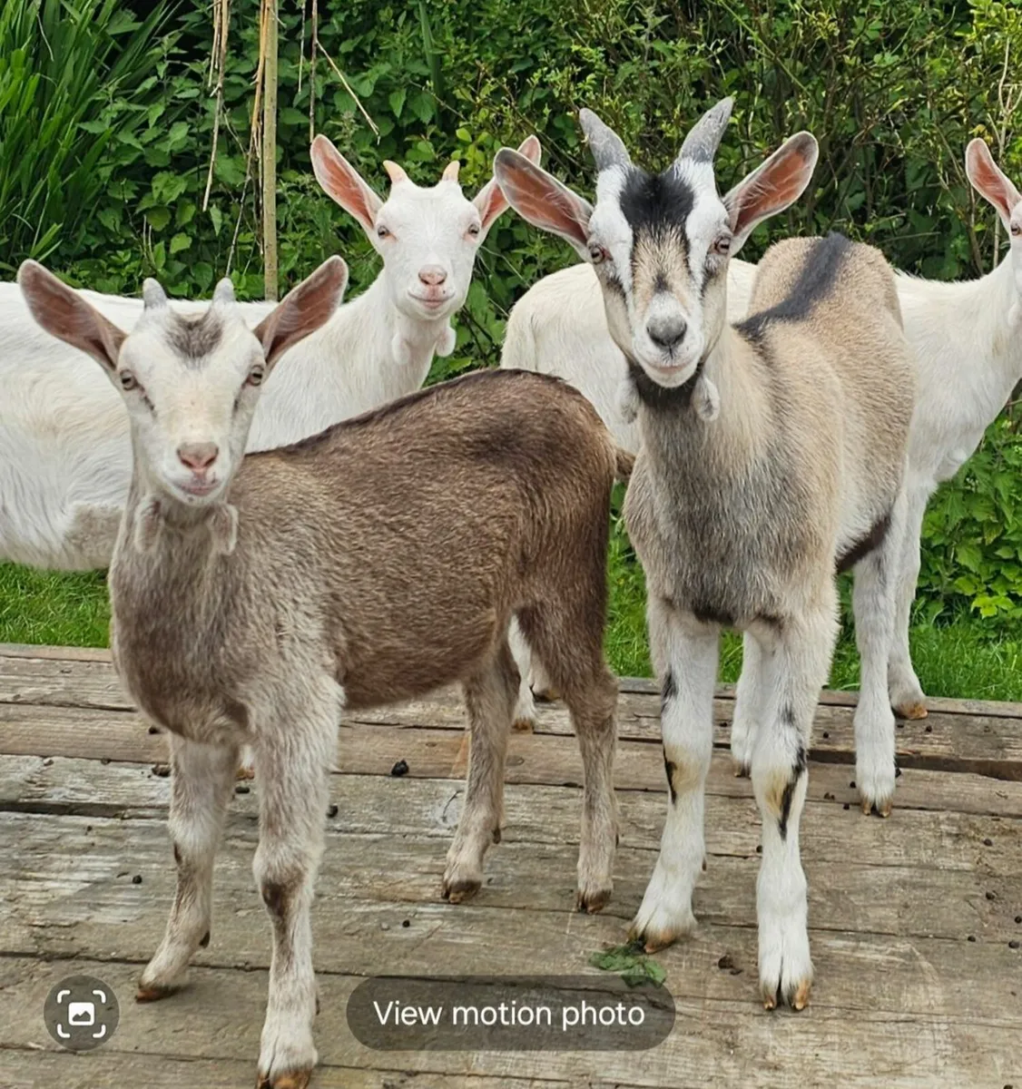 2 Buck goats - Image 1