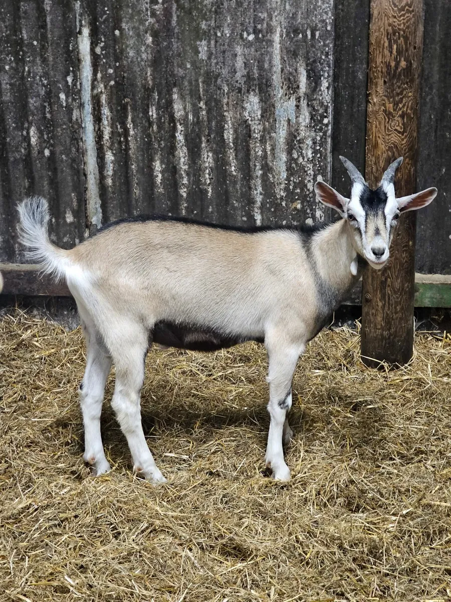 2 Buck goats - Image 2