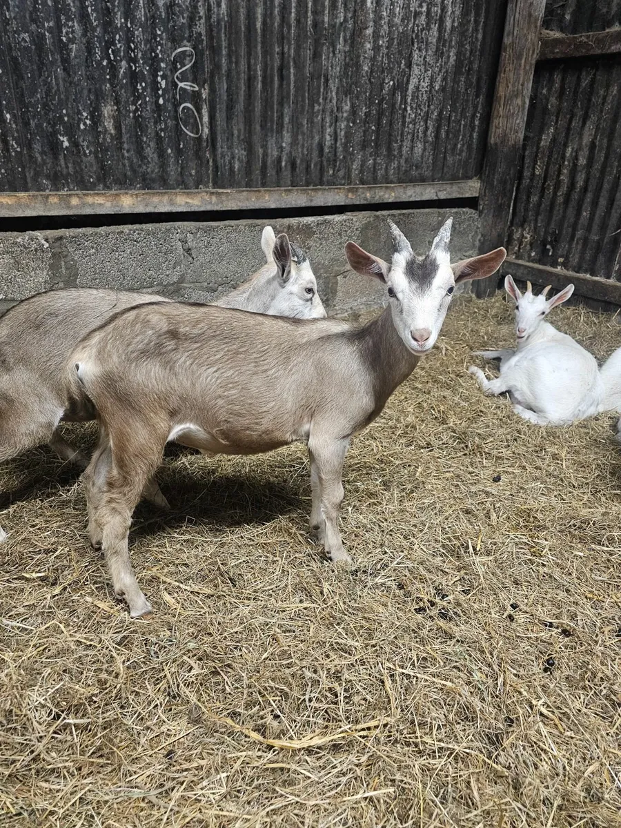 2 Buck goats - Image 3