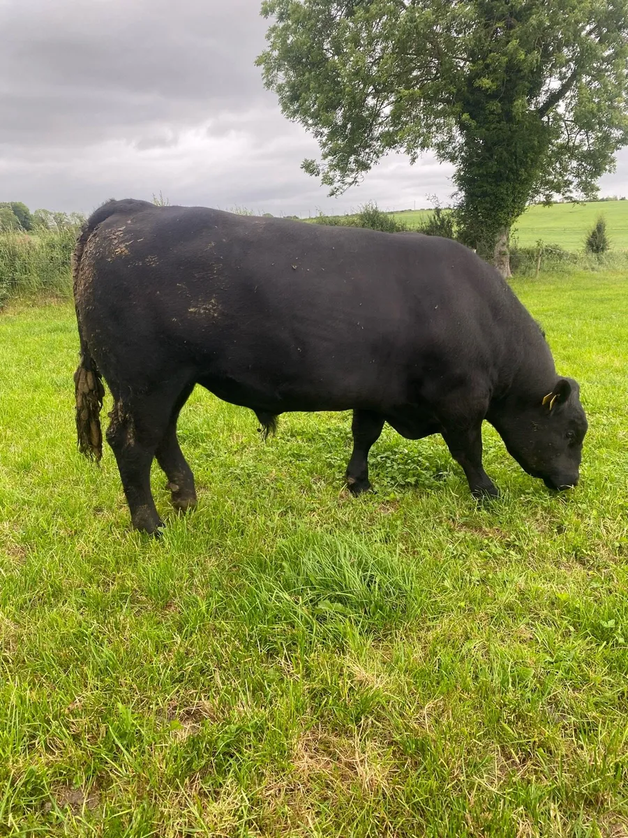 Pedigree Angus Bull - Image 1